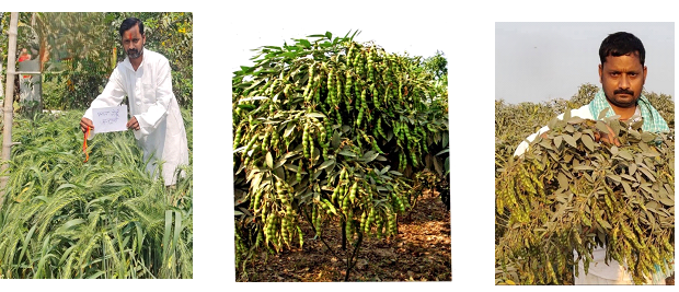 farmer-led innovation